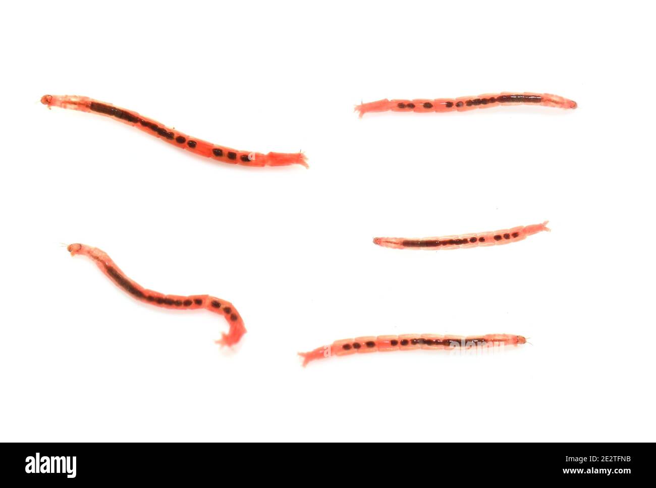 Rote chironomidae Mückenlarven auf weißem Hintergrund Stockfoto