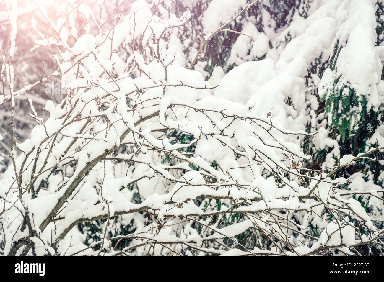 Äste sind mit viel Schnee bedeckt. Schönes Winterfoto von schneebedeckten Bäumen Stockfoto
