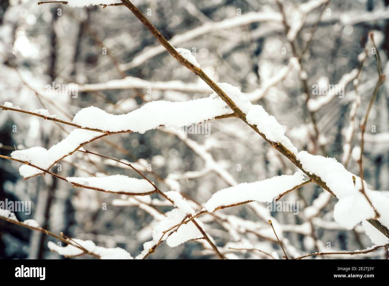 Äste aus der Nähe mit viel Schnee bedeckt. Schöne Winter Foto, Hintergrund Stockfoto