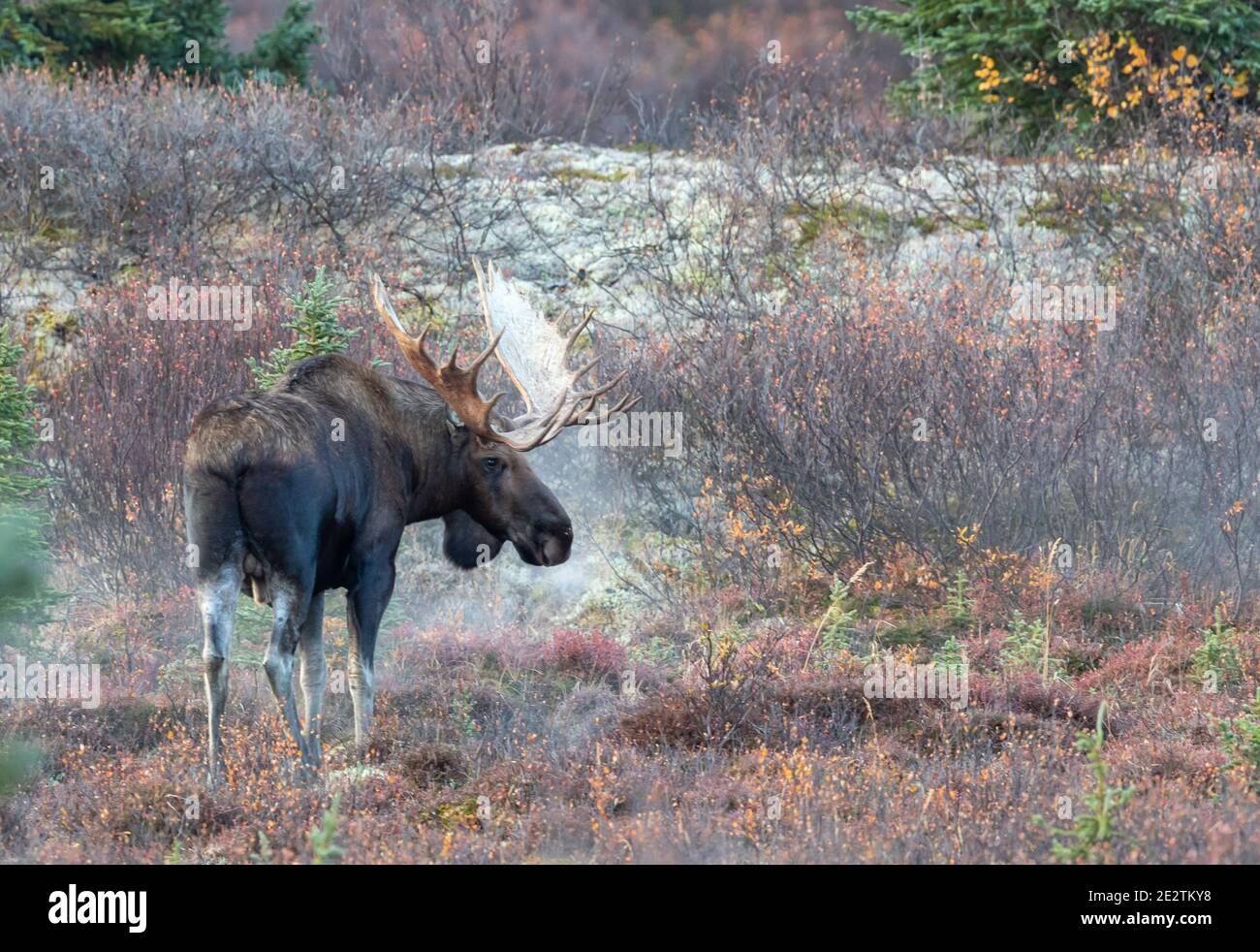 Alaska Yukon Bull Moose im Denali National Park Alaska in Auutmn