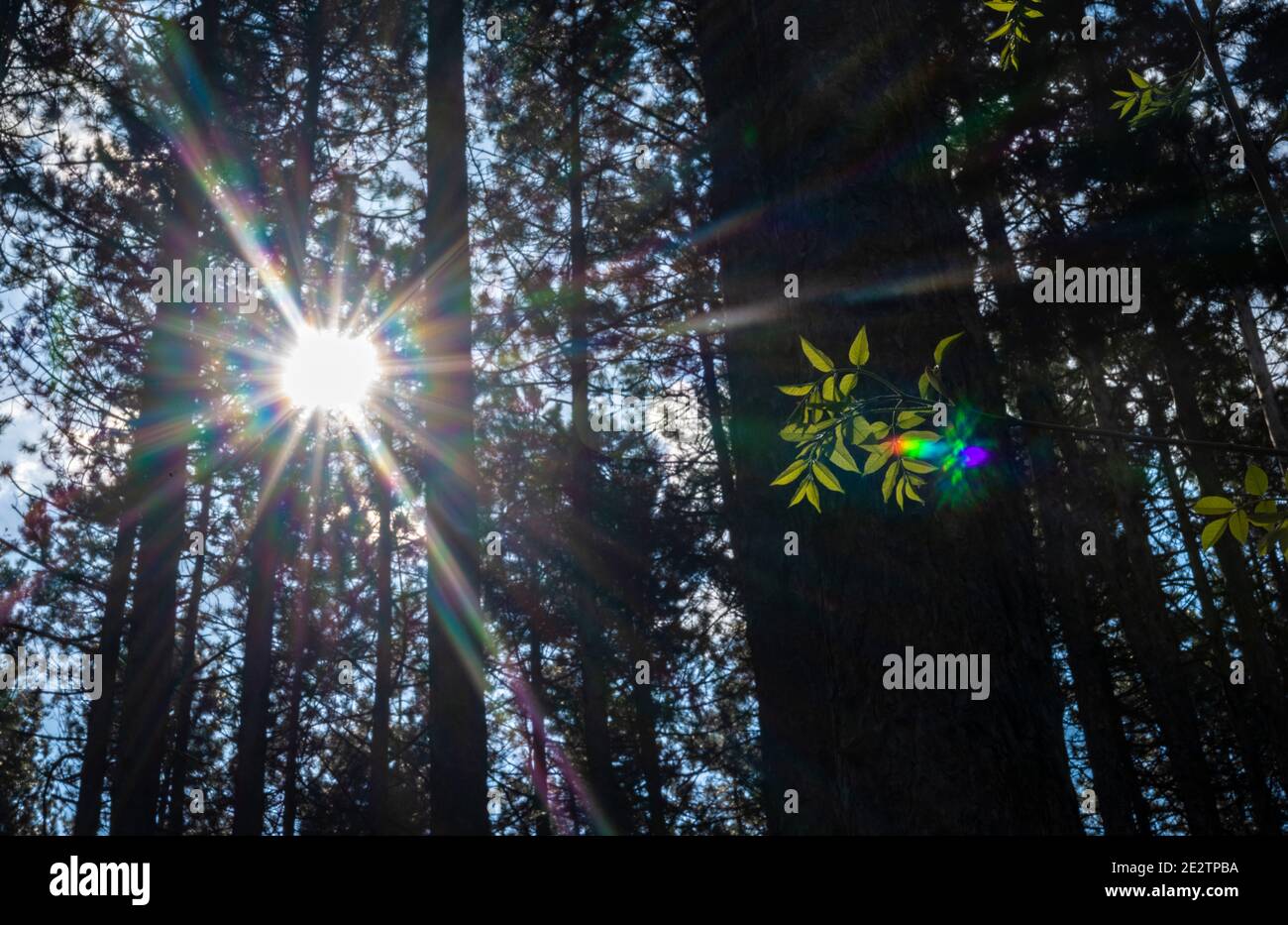 Ein Wald im Frühling mit jungen grünen Blättern und Sonnenlicht Stockfoto