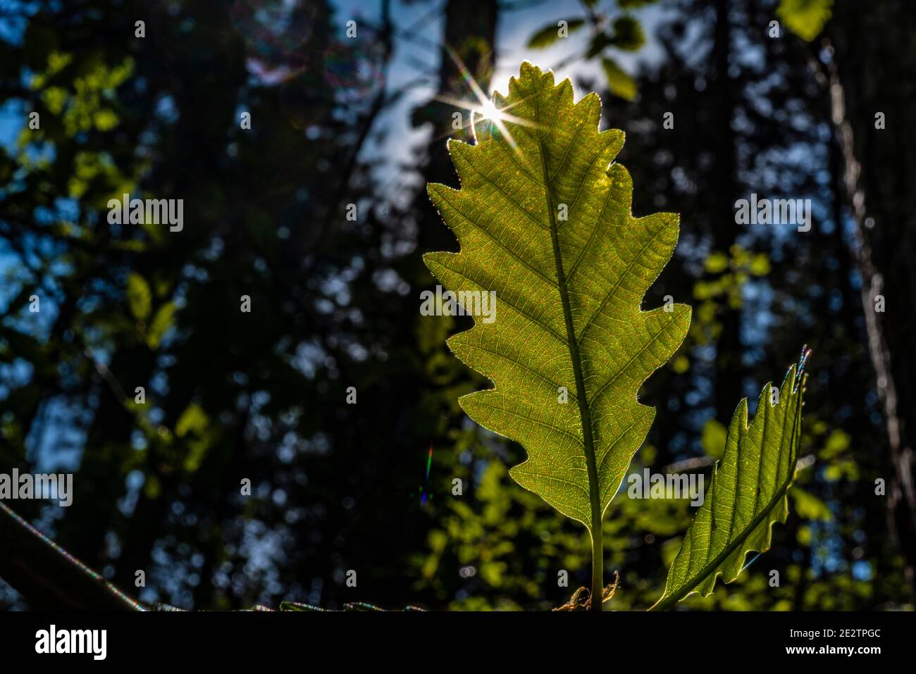 Ein Wald im Frühling mit jungen grünen Blättern und Sonnenlicht Stockfoto