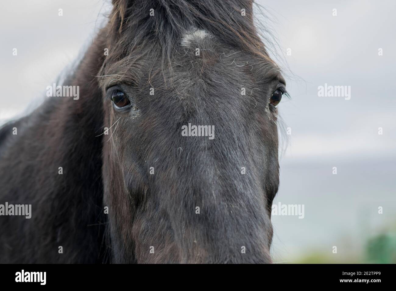 Frech Pferd Porträt Stockfoto