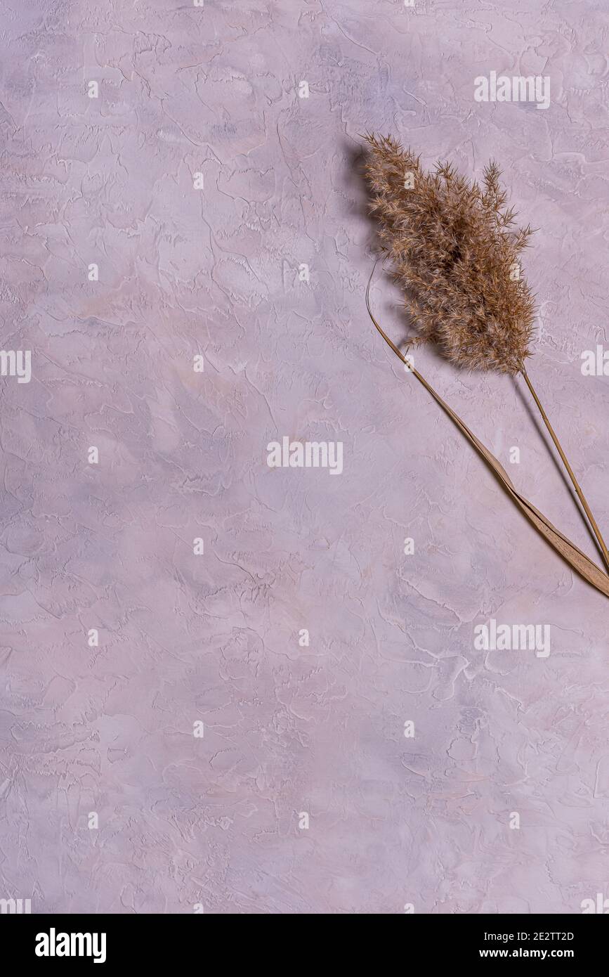 Eine natürliche getrocknete Schilfblume auf strukturiertem blauem, grauem und beigefarbenem mehrfarbigem Betonhintergrund. Großer Kopierspeicher. Bio-Design in Pastelltönen. Ve Stockfoto