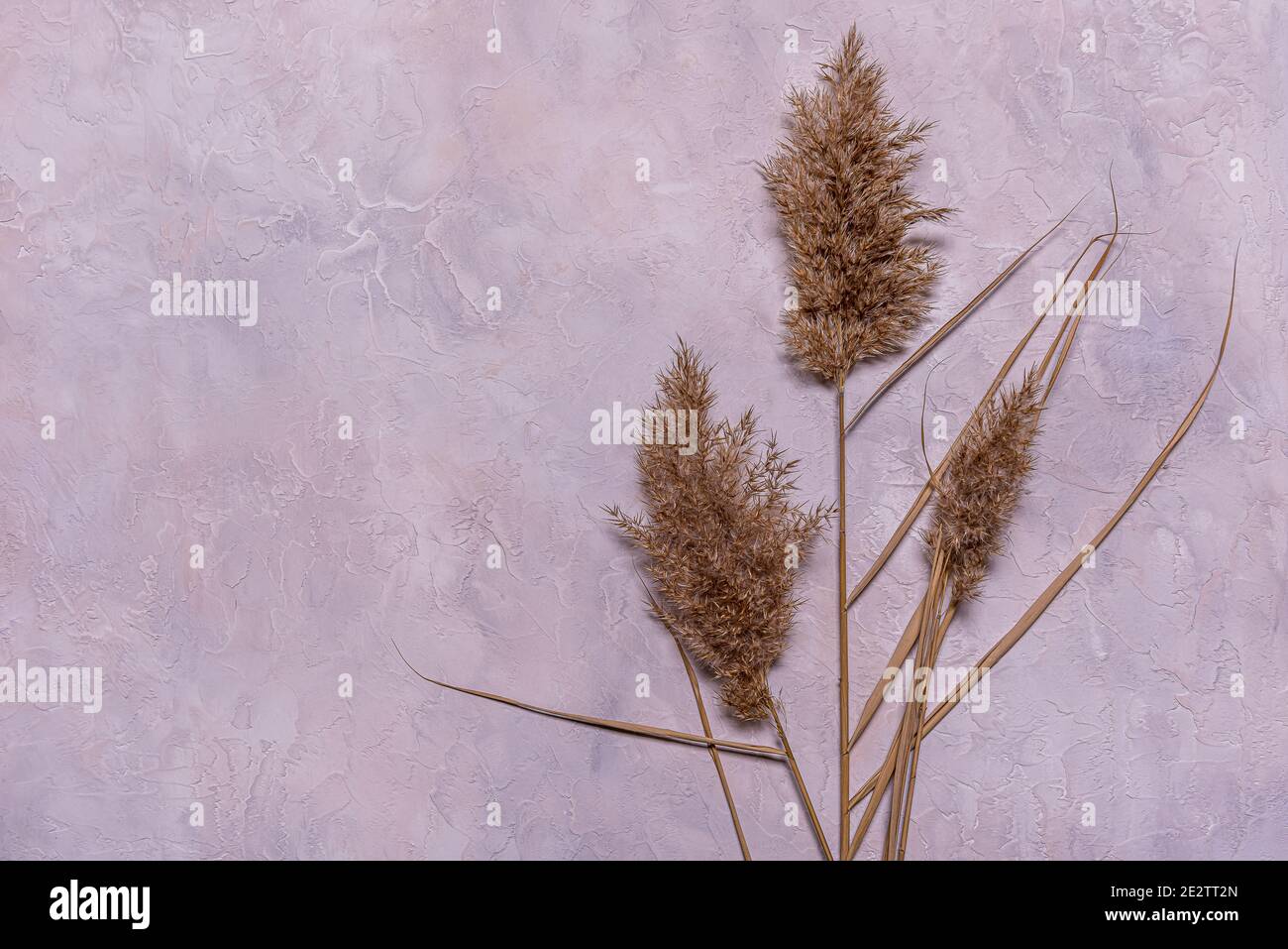 Flaches Lay mit Bouquet von natürlichen getrockneten Schilfblüten auf strukturiertem blauem, grauem und beigefarbenem Beton. Hintergrund mit getrockneten Blumenarrangement und Kopierraum Stockfoto