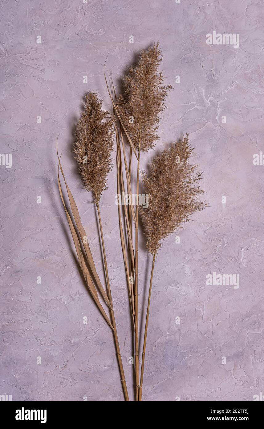 Bouquet von natürlichen getrockneten Schilfblüten auf strukturiertem blau, grau und beige mehrfarbigen Beton. Hintergrund mit getrockneten Blumenarrangement. Bio-Design Stockfoto