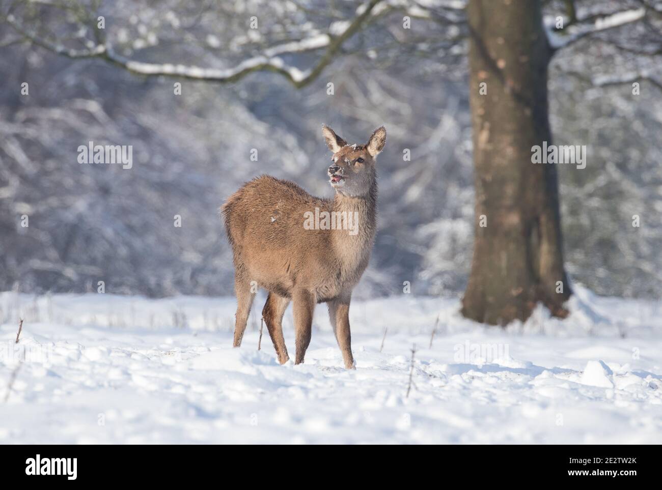 Junge Hirsche im Schnee im Studley Royal Deer Park, in der Nähe von Ripon, North Yorkshire Stockfoto