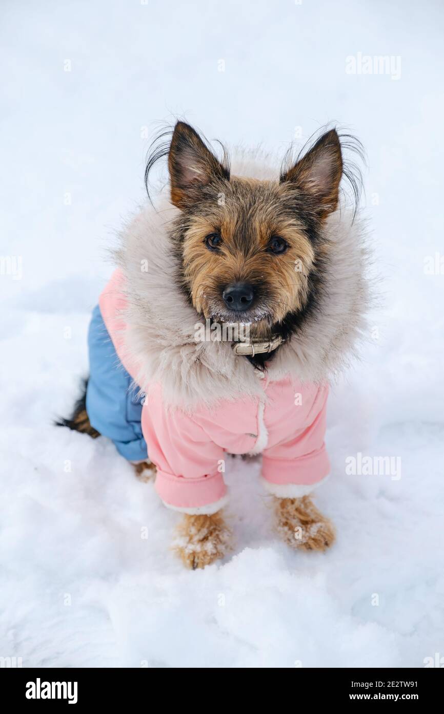 Der kleine yorkshire Terrier im Anzug sitzt im Winter auf Schnee. Stockfoto