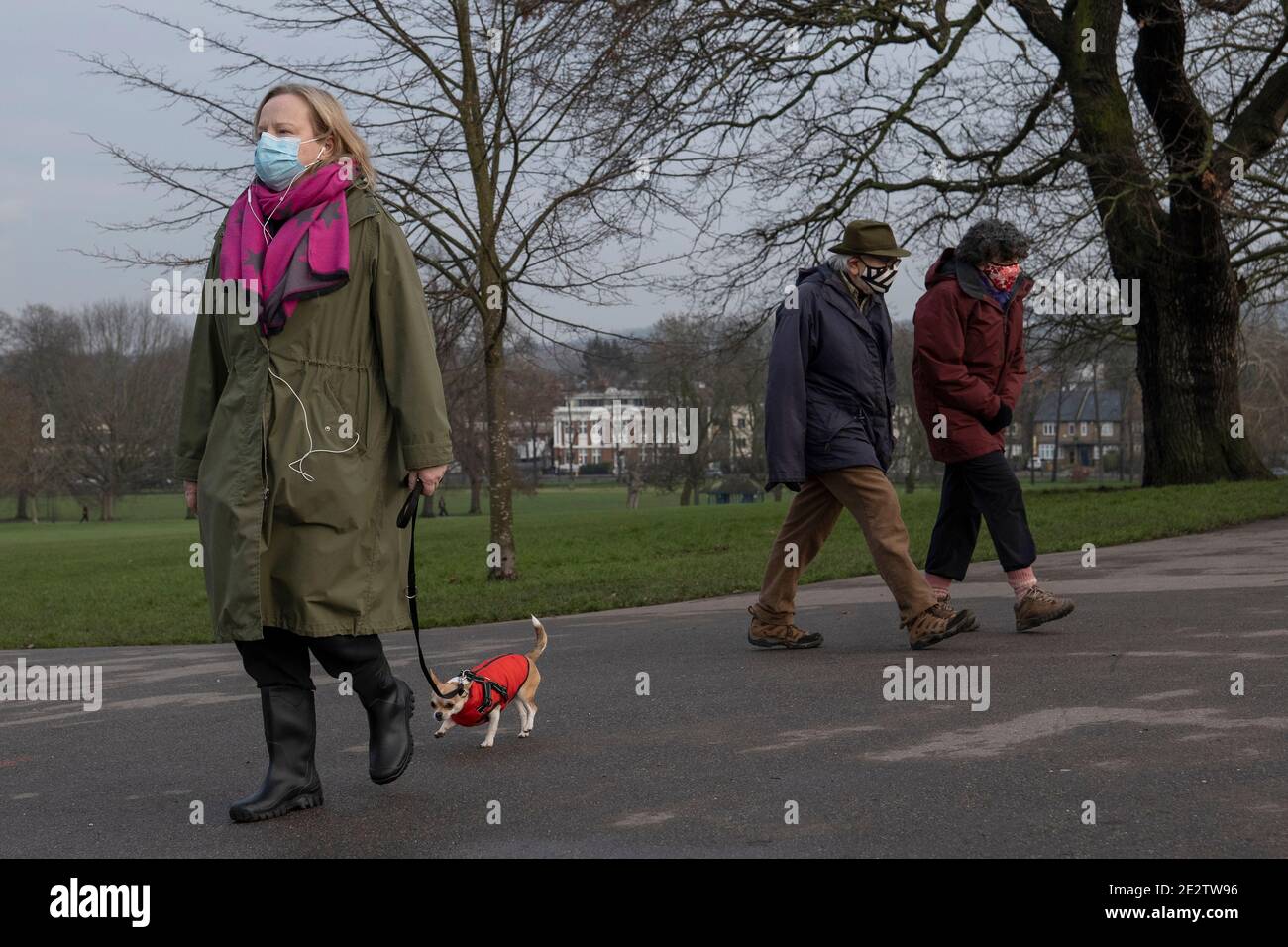 London, England. Januar 2021. Eine Frau mit blauer Schutzmaske und rosa Schal geht mit einem kleinen Hund, der einen roten Körperwärmer im Brockwell Park in South London trägt, zu Fuß. (Foto von Sam Mellish / Alamy Live News) Stockfoto
