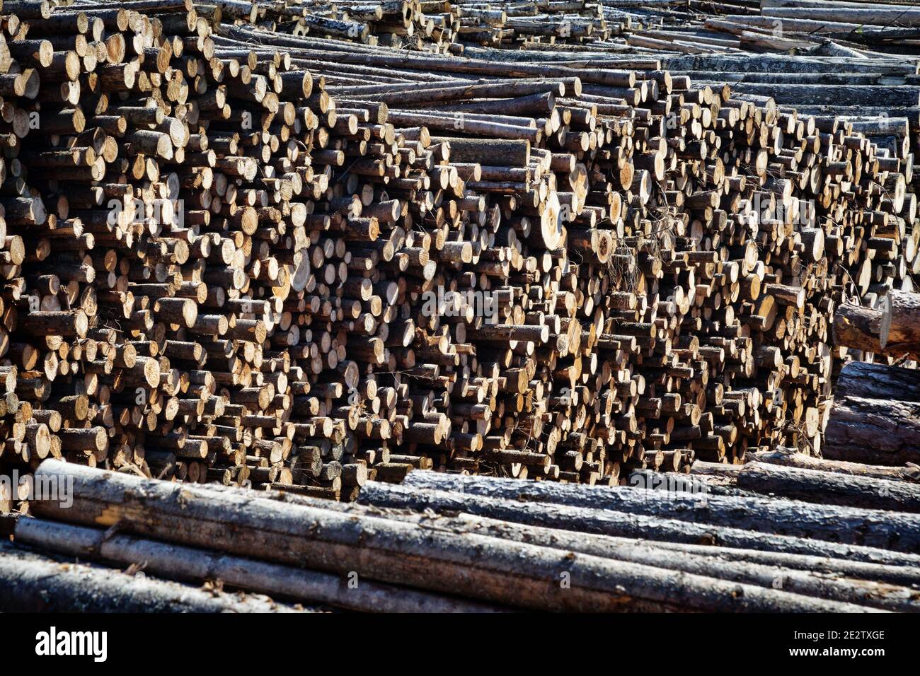Endschnitt und riesige Stapel von Rundholz (Holzstapel, Tanne) im Mischwaldgebiet Europas Stockfoto
