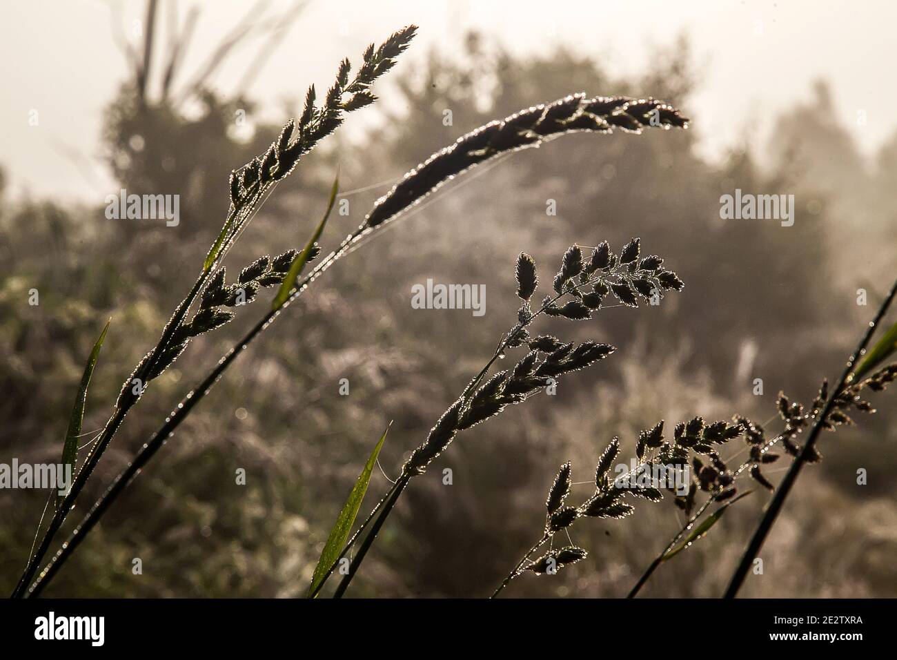 Unter dem Gewicht des Silbertaus sind Wiesengräser heruntergefallen. Ein nebliger Sommermorgen. Spinnweben und Blätter im Silbertau Stockfoto