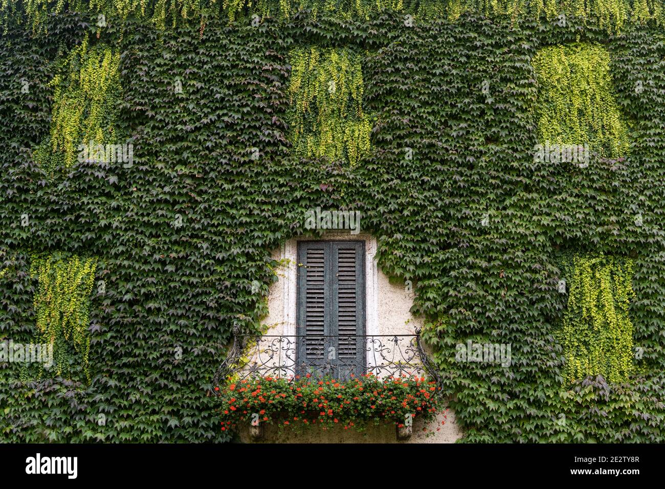 Brixen, Italien - 9. Oktober 2020: Garten mit Haus mit grünem Bergsteiger, Weinstock, im Kloster Abbazia di Novacella, Kloster Neustift im Herbst in t Stockfoto