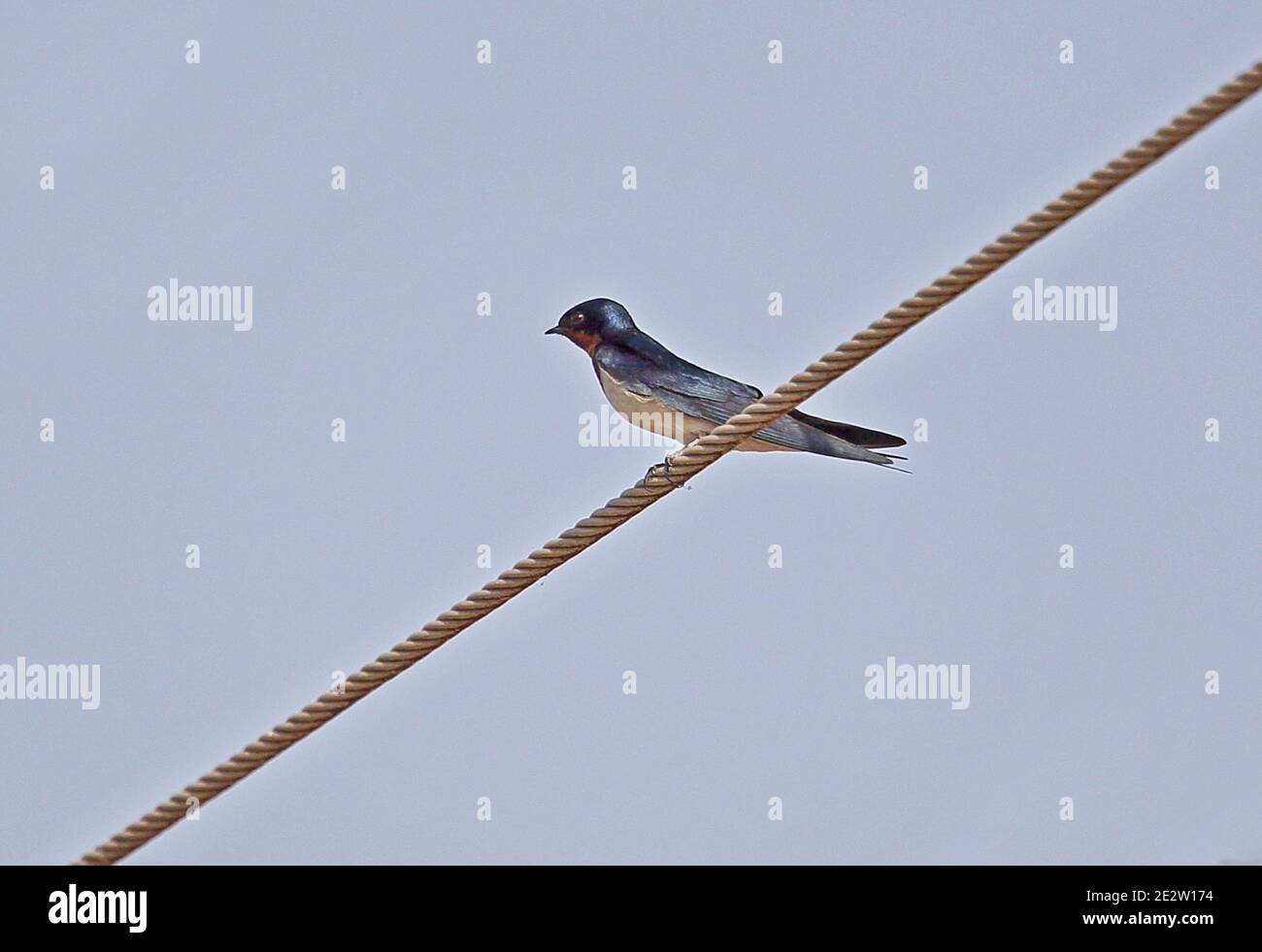 Rotkehlschwalbe (Hirundo lucida lucida) Erwachsener auf der Hochspannungsleitung Larabange, Ghana Februar Stockfoto