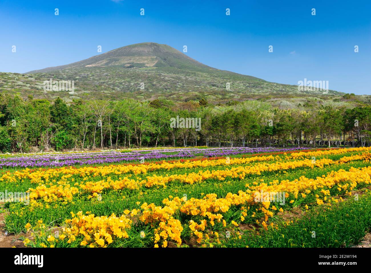 Bitte Insel, Japan während der Freesie Blume Blüte Saison. Stockfoto