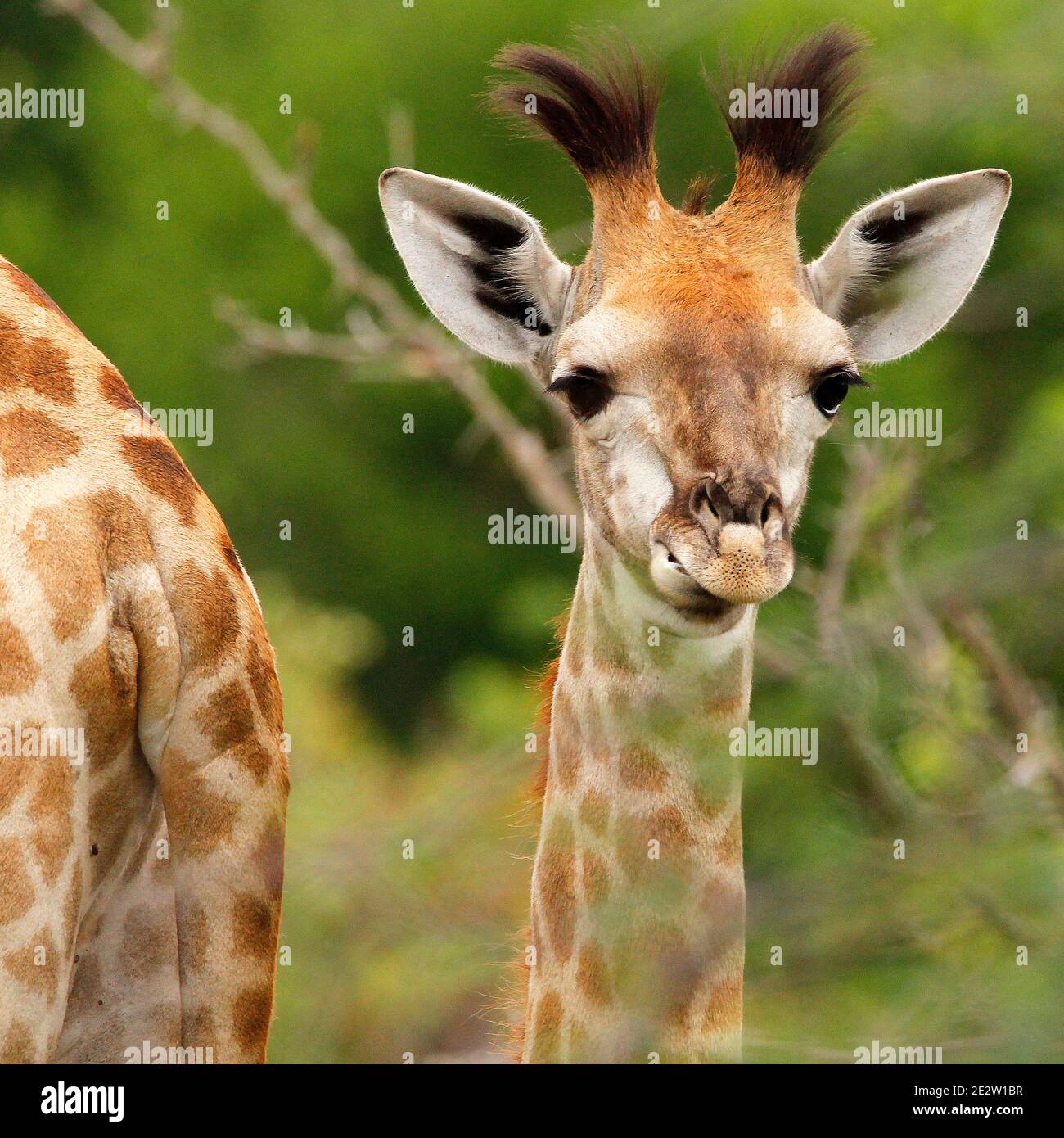 Erwachsene und Jugendliche südafrikanische Giraffen im Greater Kruger Park in der Provinz Limpopo, Südafrika. Stockfoto