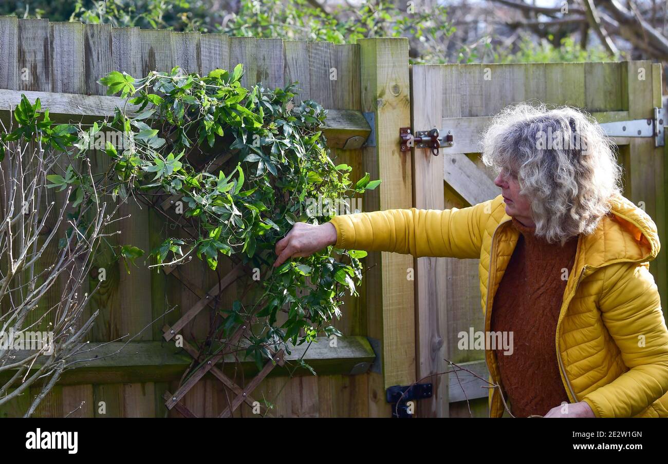 Ältere Frau im mittleren Alter, die ihren Stadtgarten während der Wintermonate hier zu einer Kletterpflanze führt Passiflora caerulea, Stockfoto