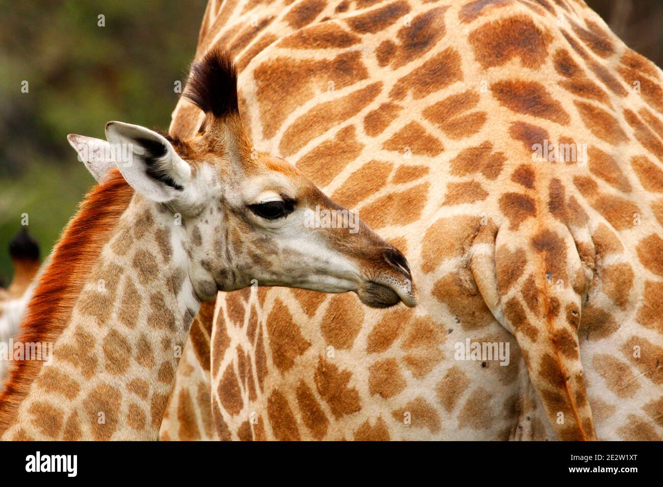 Erwachsene und Jugendliche südafrikanische Giraffen im Greater Kruger Park in der Provinz Limpopo, Südafrika. Stockfoto