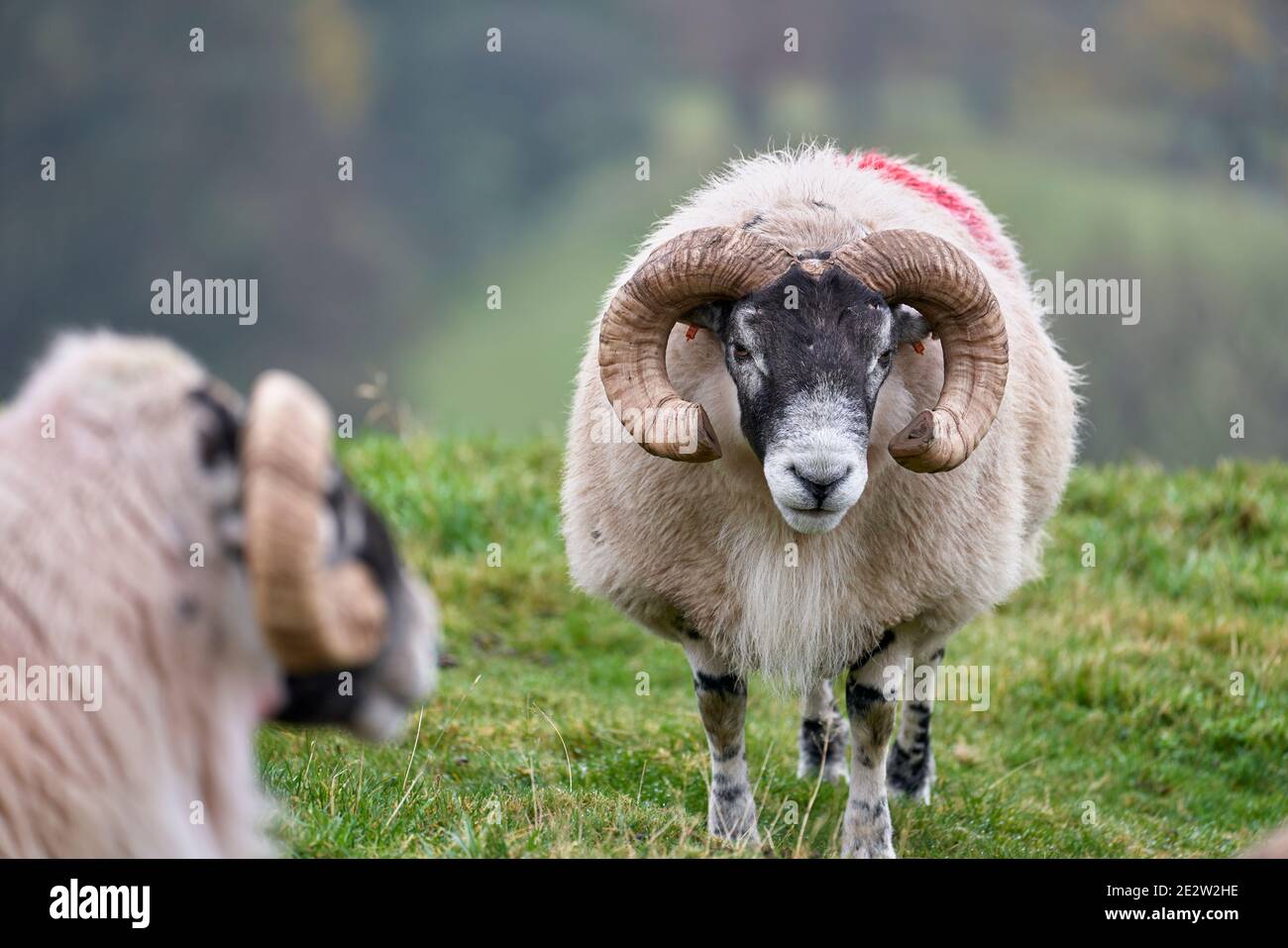 Blackface tup, Ochil Hills, in der Nähe von Alva, Clackmannanshire, Schottland. Stockfoto