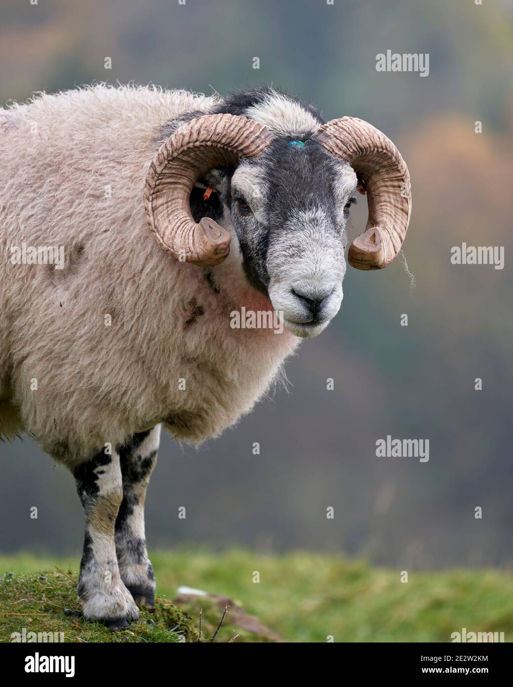 Blackface tup, Ochil Hills, in der Nähe von Alva, Clackmannanshire, Schottland. Stockfoto