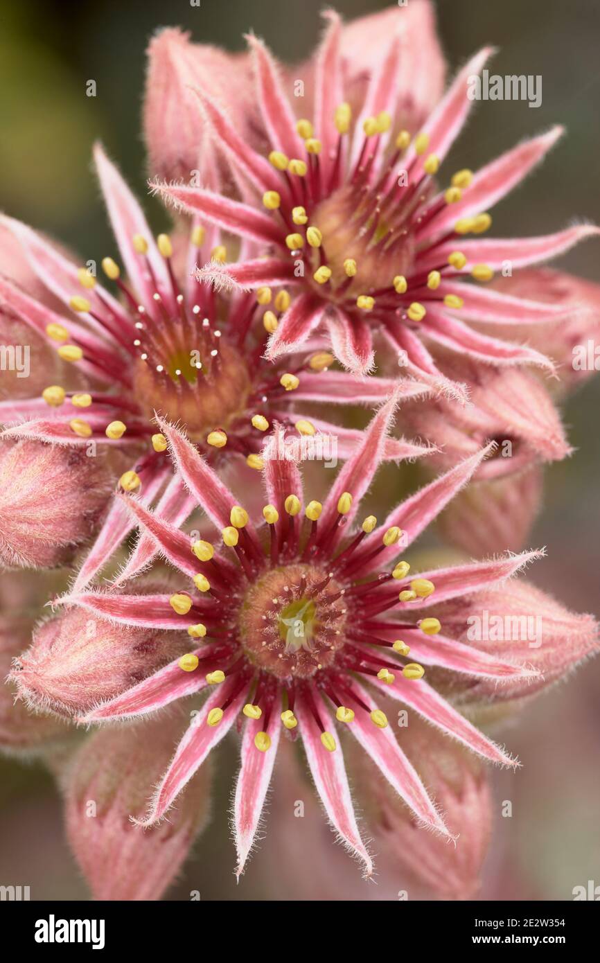 Sempervivum tectorum, Gemeine Houseleek, Blumen. Stockfoto