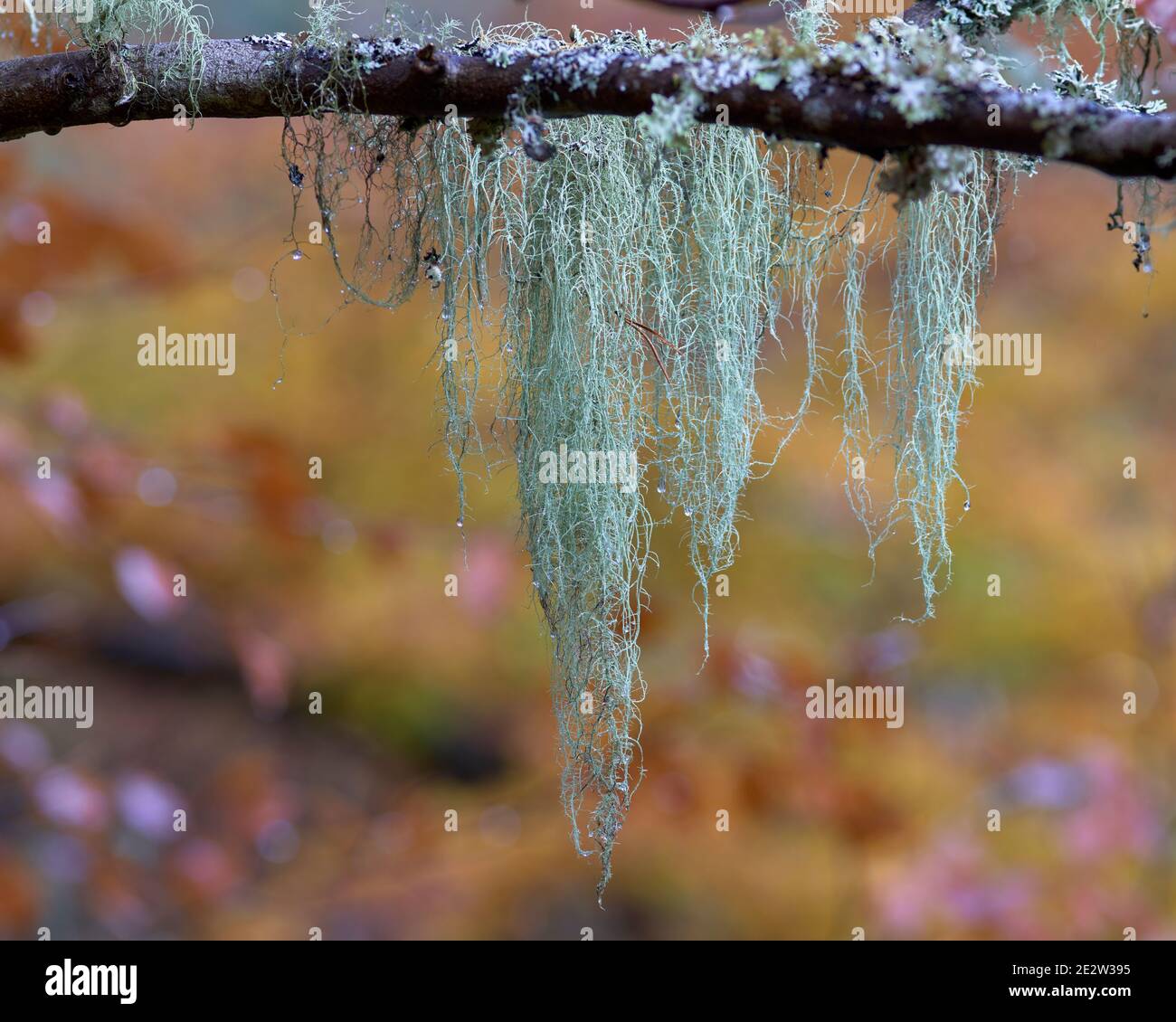 Shaggy Beard Lichen, Usnea hirta hängend von Zweig, Badenoch und Strathspey, Highland, Schottland. Stockfoto