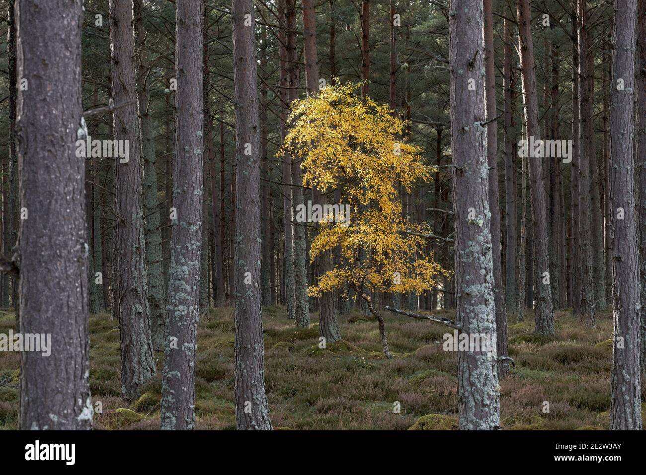 Lone Silver Birke Baum in der Forstwirtschaft Plantage, Badenoch und Strathspey, Highland, Schottland. Stockfoto