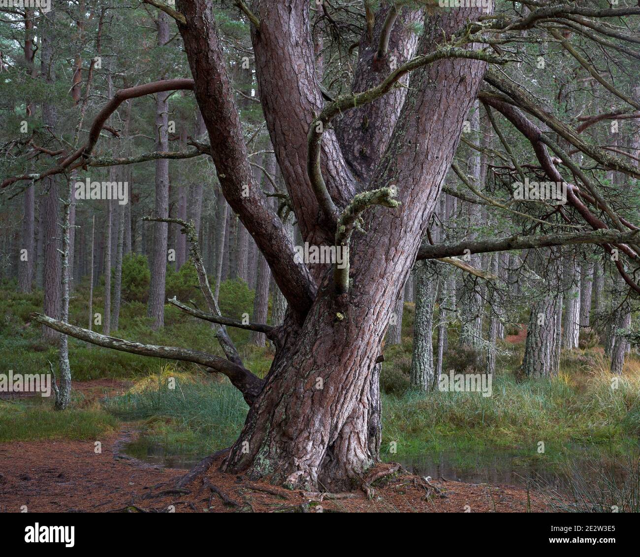 Scots Pine Tree in der Nähe von Loch Garten, Badenoch und Strathspey, Highland, Schottland. Stockfoto