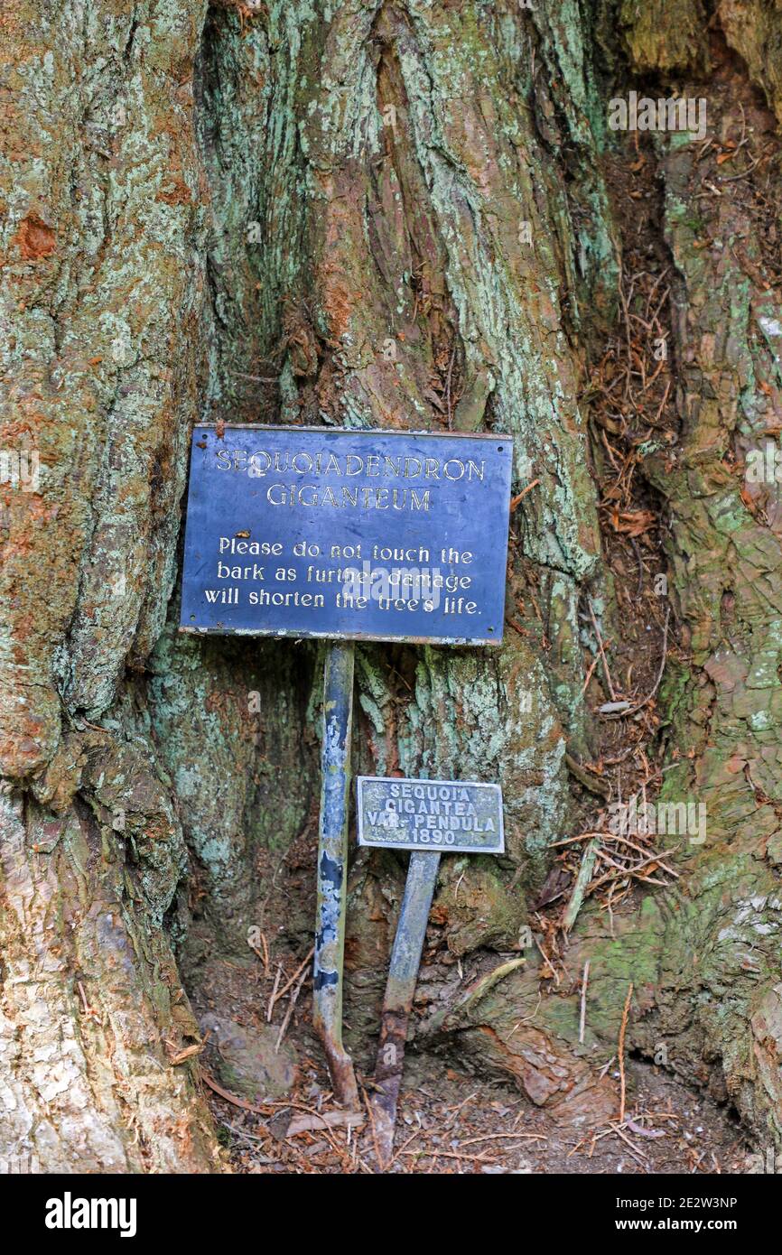 Ein Schild auf einem riesigen Sequoia-Baum (Sequoiadendron giganteum), der 1890 gepflanzt wurde und sagt: "Berühre nicht die Rinde", Bodnant Gardens, Spring, (Mai), Wales, UK Stockfoto