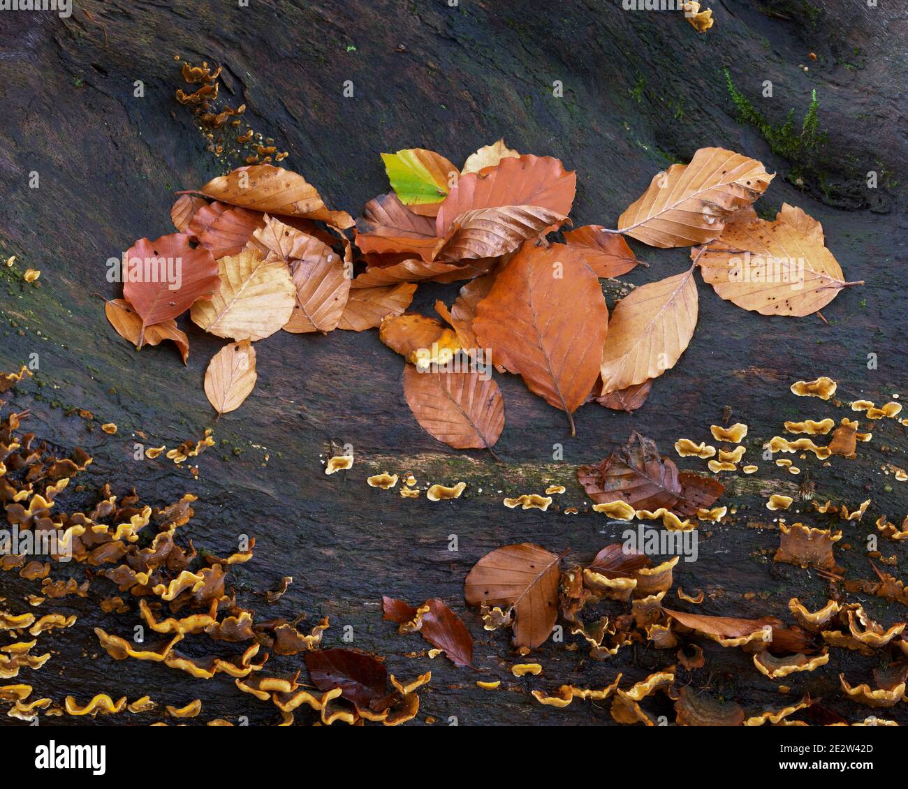 Buchenblätter und Halterpilze auf schwarzem Baumstamm, Logie, Moray, Schottland Stockfoto