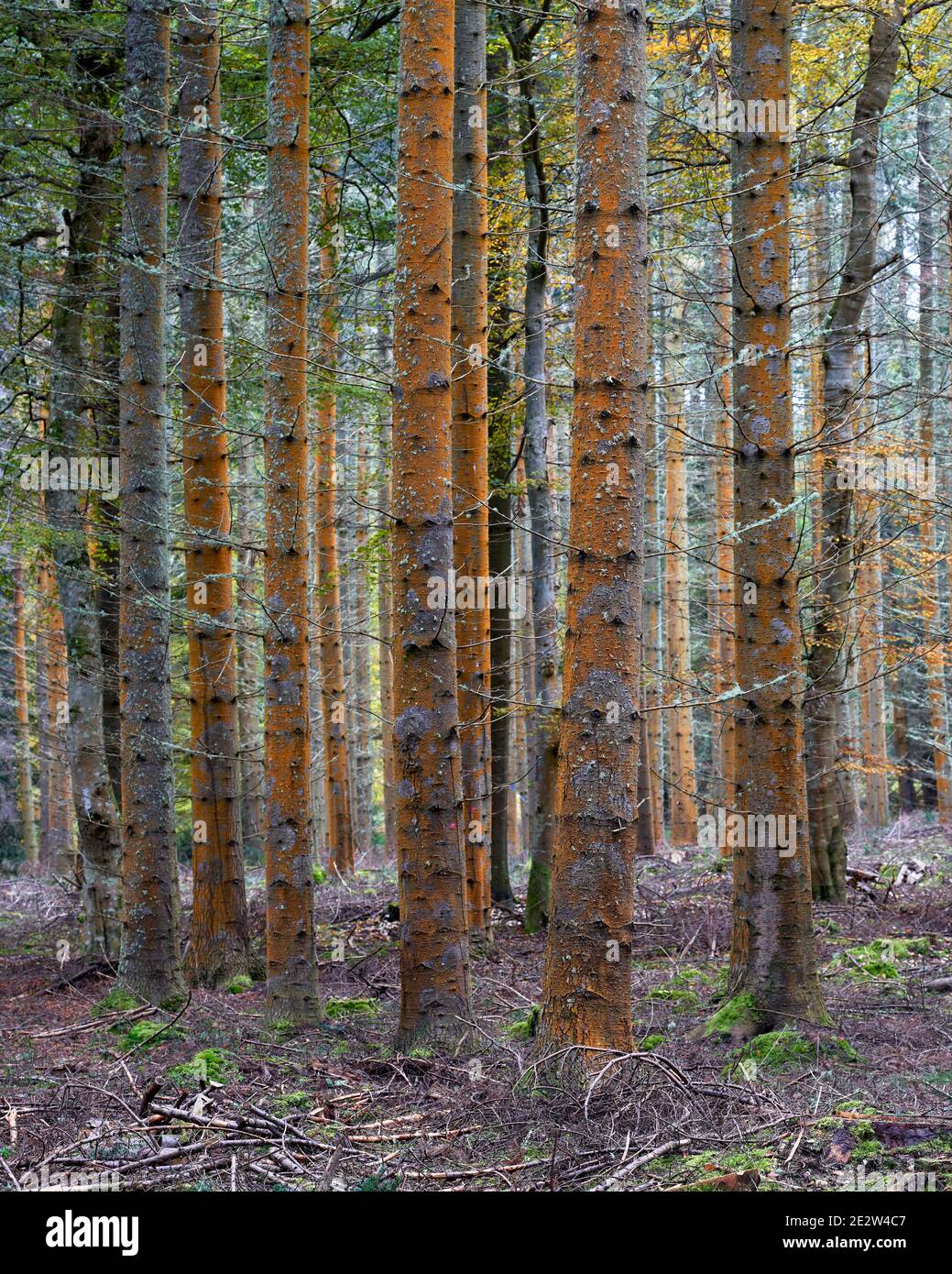 Rotalgen, Trentepohlia, auf Baumstämmen in kommerziellen Plantagen, Darnaway, Moray, Schottland. Stockfoto