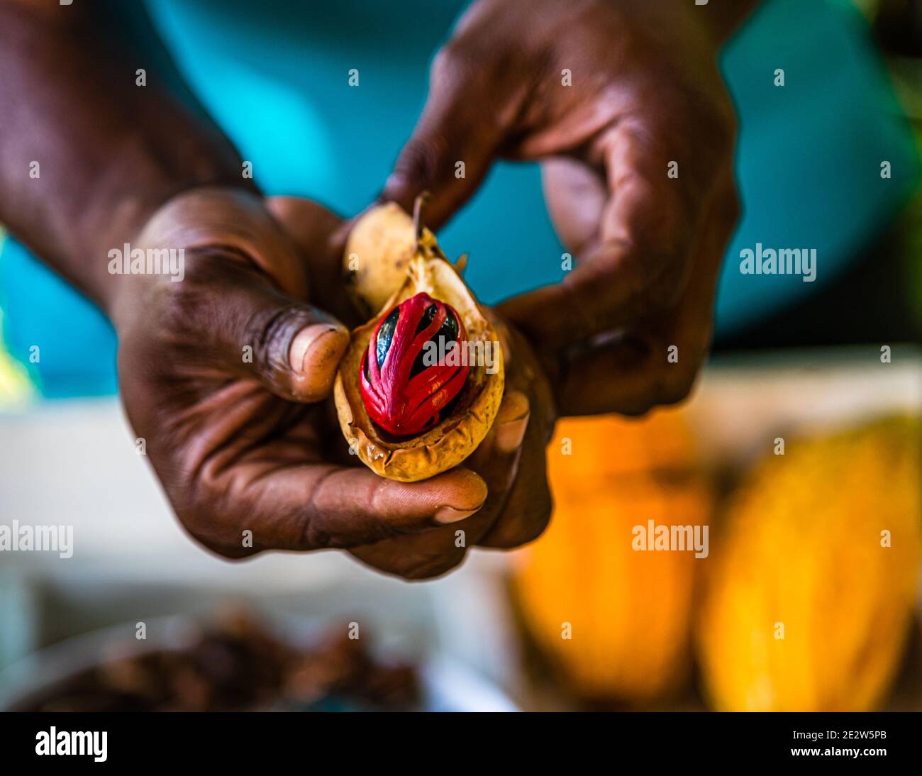 Der rote Muskatblüte umschließt den dunklen Kern einer frisch geöffneten Muskatblüte in Willis, Constantine, Saint George, Grenada. Das Land ist nach Indonesien der weltweit zweitgrößte Produzent von Muskatblüte. Stockfoto