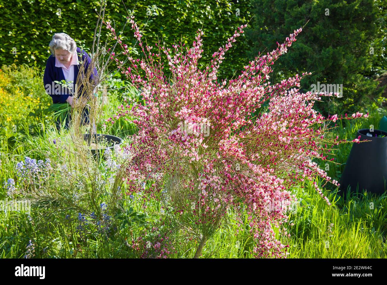 Beginn der Wartungsarbeiten an einem englischen wilden unteren Garten mit Blühender Besen im Vordergrund und grassierendes Wachstum im Wettbewerb Mit Bluebells Stockfoto