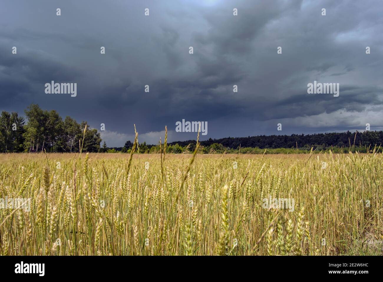 Sonniges Weizenfeld und dunkle Sturmwolken, Sommer ländliche Aussicht Stockfoto