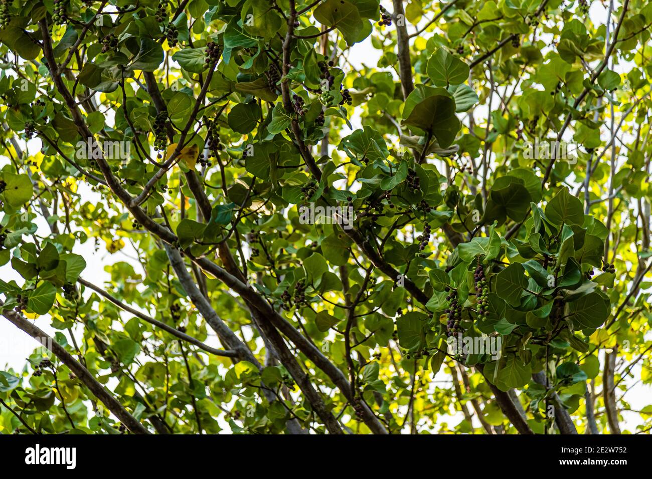 Traubenbaum in True Blue, Grenada Stockfoto