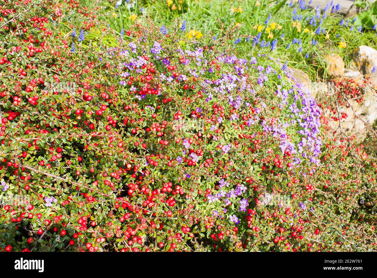 Mehrjährige Pflanzen kleiden eine Gartenwand in einem englischen Garten mit roten Beeren auf Cotoneaster; Aubretia und Frühlingszwiebeln in Blüte Stockfoto