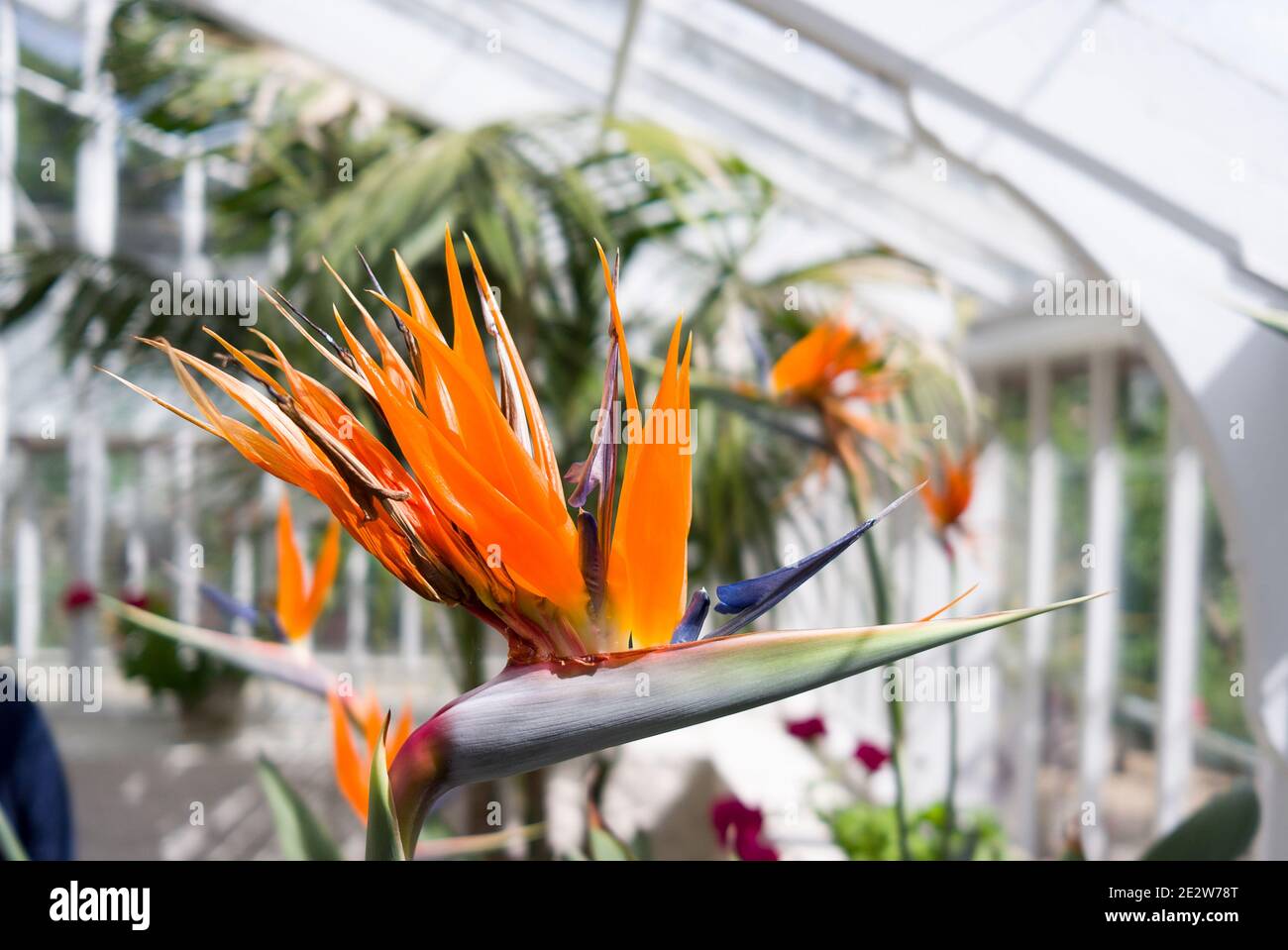 Ein exotischer Vogel des Paradieses Blume wächst in einem großen wintergarten in einem privaten Garten auf Guernsey Island UK Stockfoto