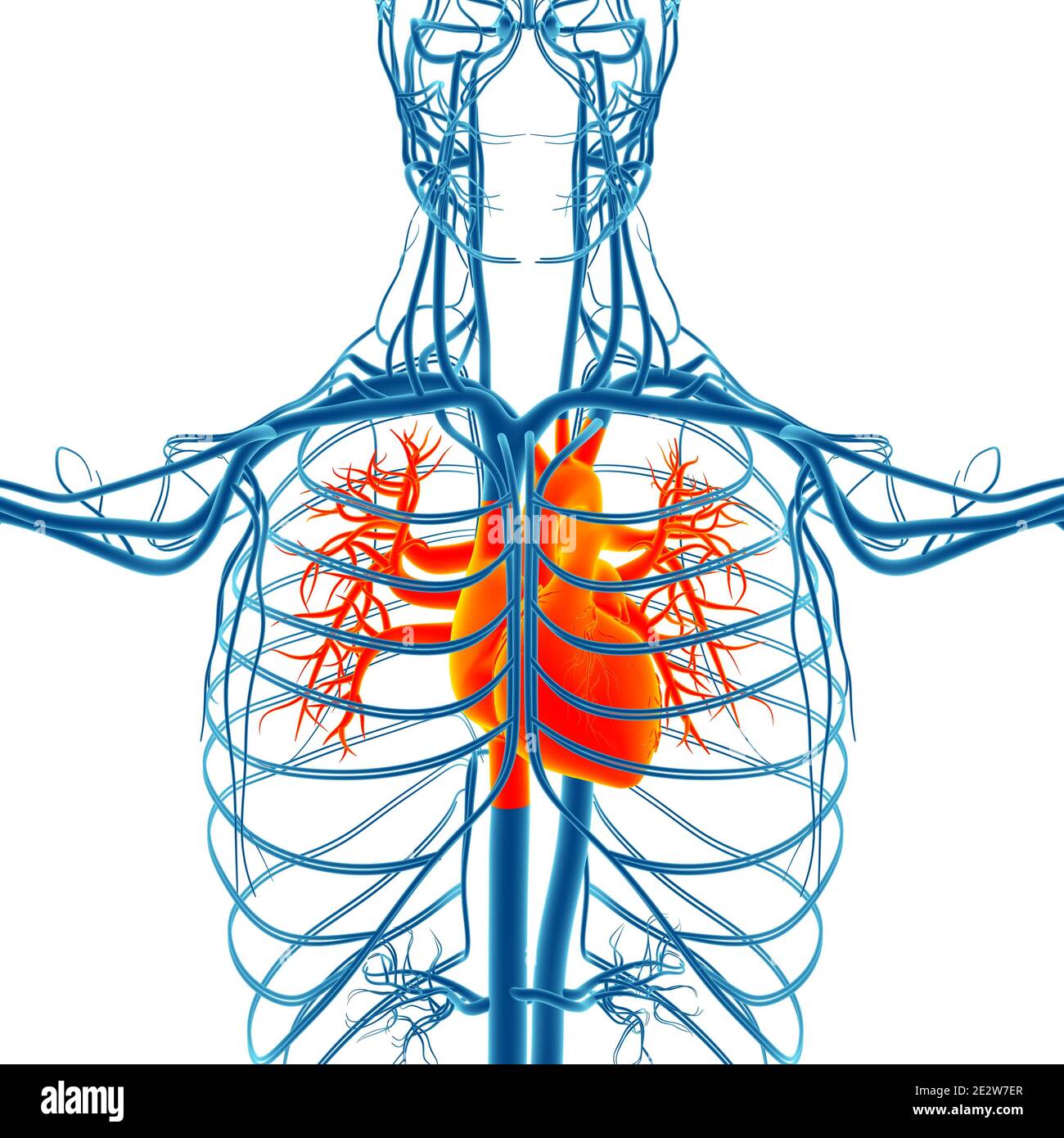 Human Heart Anatomy for Medical Concept 3D Illustration Stockfoto