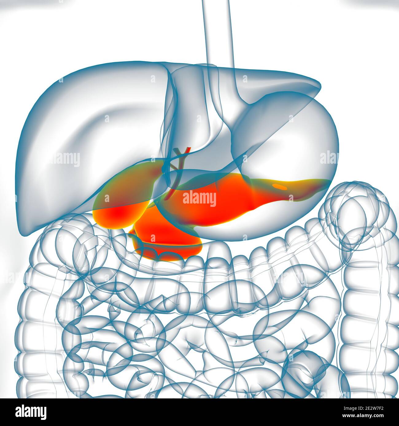 Pankreas Human Digestive System Anatomie für medizinisches Konzept 3D Illustration Stockfoto