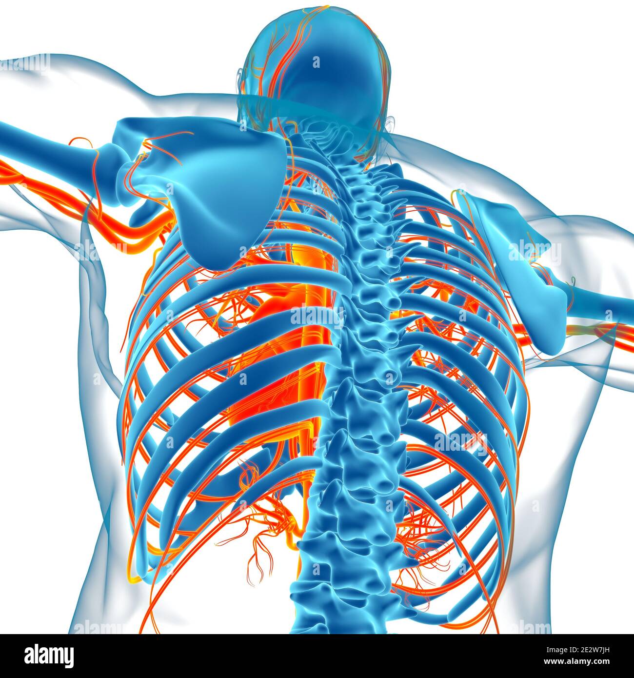 Menschliches Herz mit Kreislaufsystem Anatomie für medizinisches Konzept 3D Illustration Stockfoto