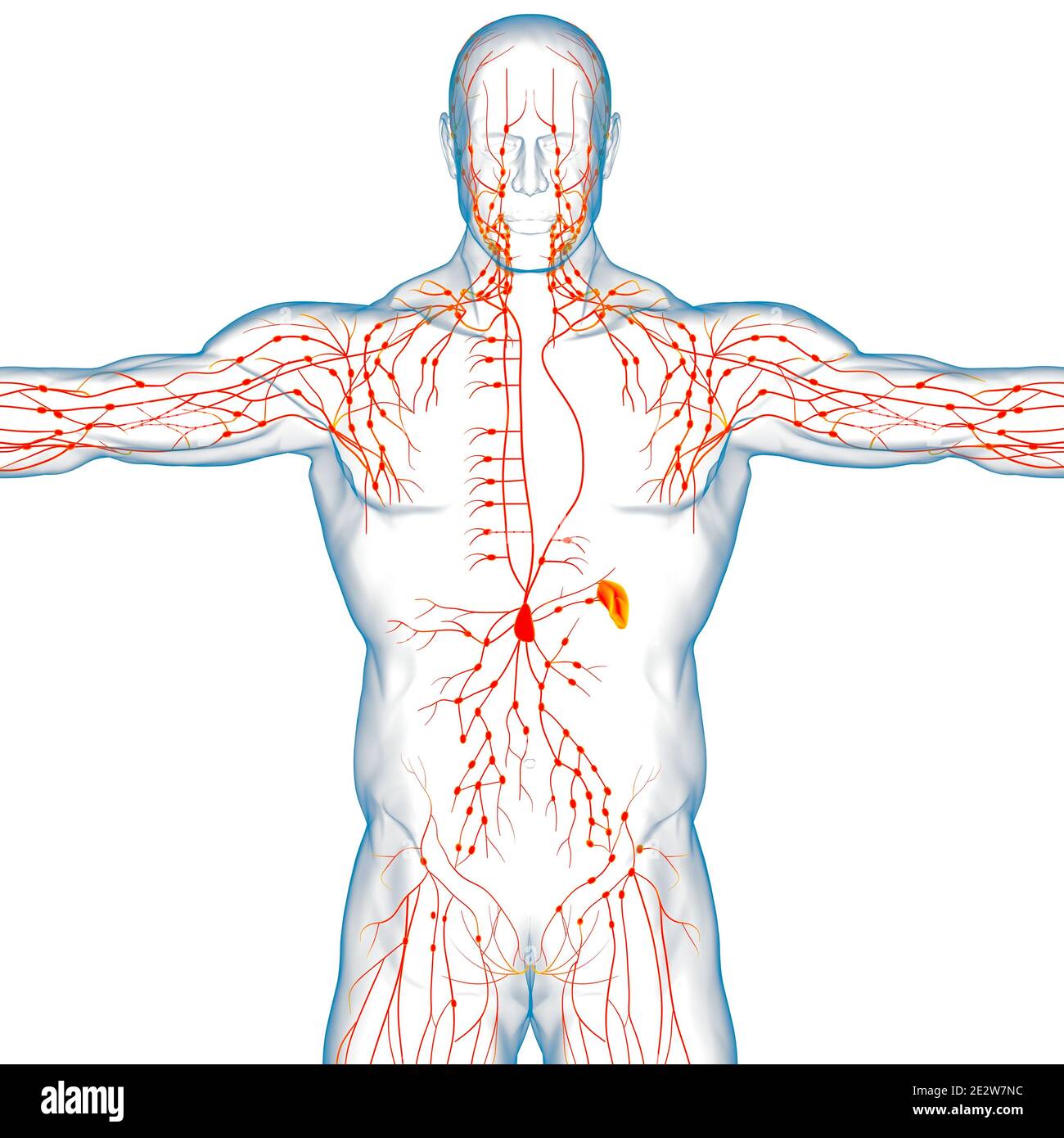 Menschliche Lymphknoten Anatomie für medizinisches Konzept 3D Illustration Stockfoto