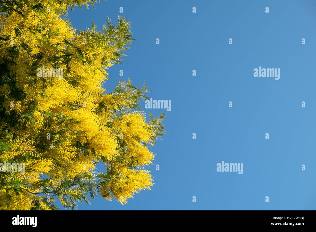 Blühende Akazie dealbata Mimosa Baum gegen blauen wolkenlosen Himmel an sonnigen klaren Tag. Platz für Ihren Text, Platz zum Kopieren, Seitenansicht. Horizontal. Frühlingsmeer Stockfoto