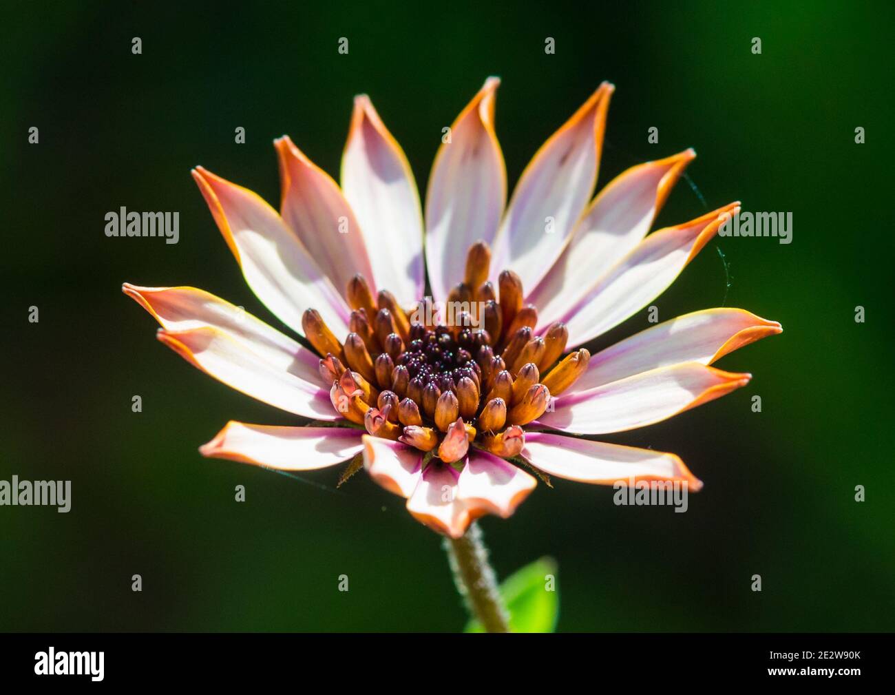 Eine Makroaufnahme eines afrikanischen Gänseblümchens, das die Sonne genießt. Stockfoto