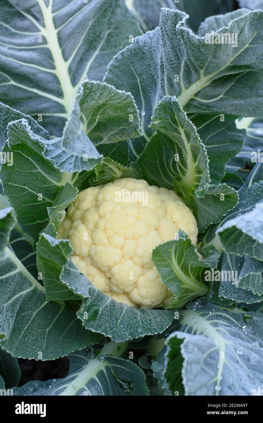 Frost auf späten Ernte Blumenkohl 'Triomphant', bereit für die Ernte. Januar. Brassica oleracea var. botrytis. Stockfoto