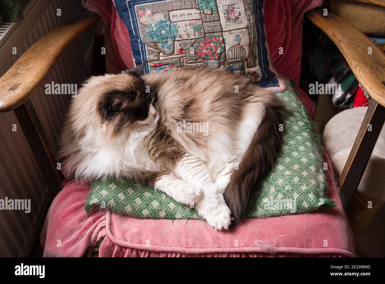 Ein sehr beliebter Stuhl für eine Hauskatze, die gerne in der Nähe eines warmen Heizkörpers im Winter. Eine Erwachsene weibliche Ragdoll halblanghaarige Katze Stockfoto