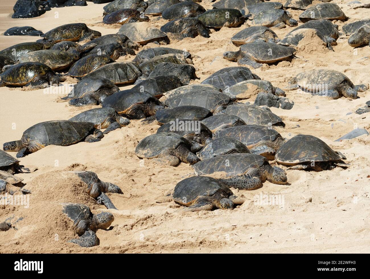 Grüne Meeresschildkröten (Chelonia mydas) am Strand im Ho'okipa Beach Park, Paia, Maui, Hawaii. Stockfoto