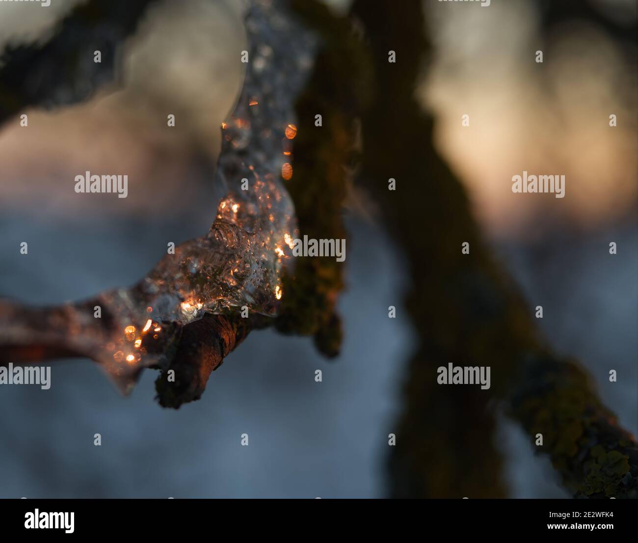 Eisschicht an einem Baum, während die Sonne in reflektiert IT in thüringen Stockfoto