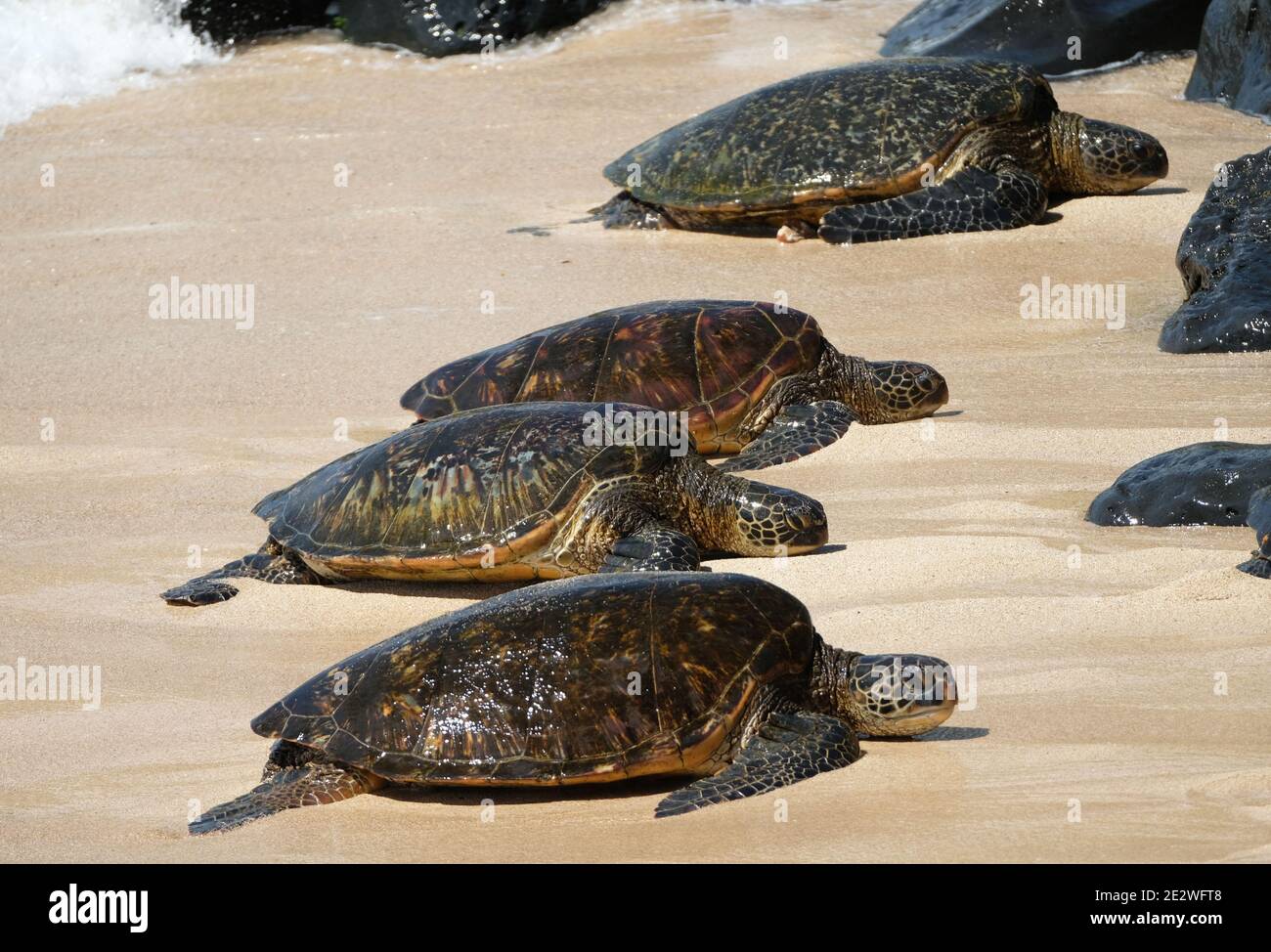 Grüne Meeresschildkröten (Chelonia mydas) am Strand im Ho'okipa Beach Park, Paia, Maui, Hawaii. Stockfoto