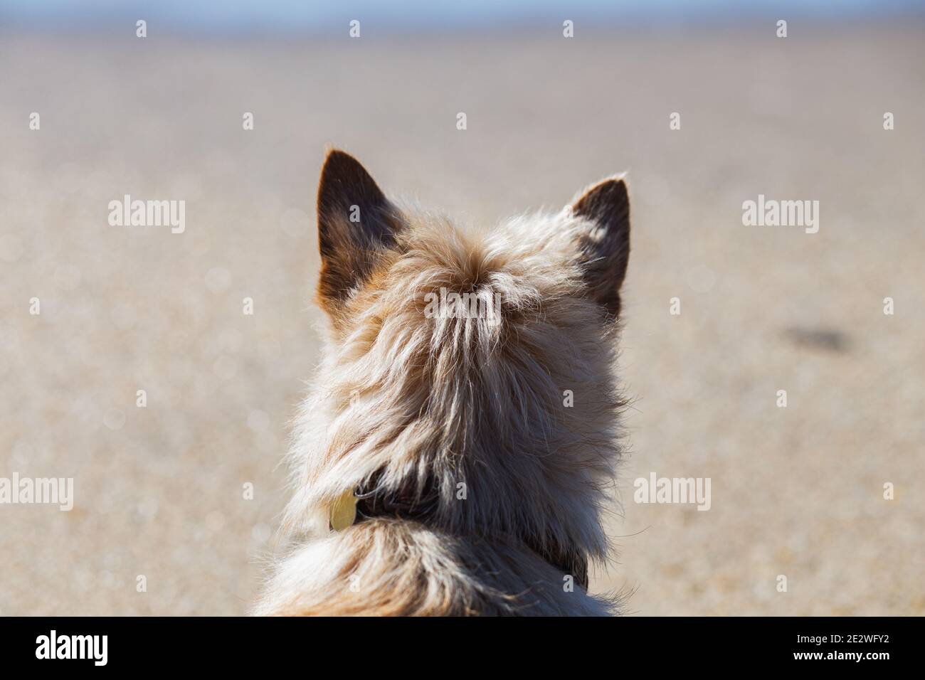 Scotch Terrier Hund sitzt mit dem Rücken zur Kamera Auf dem Meer Stockfoto