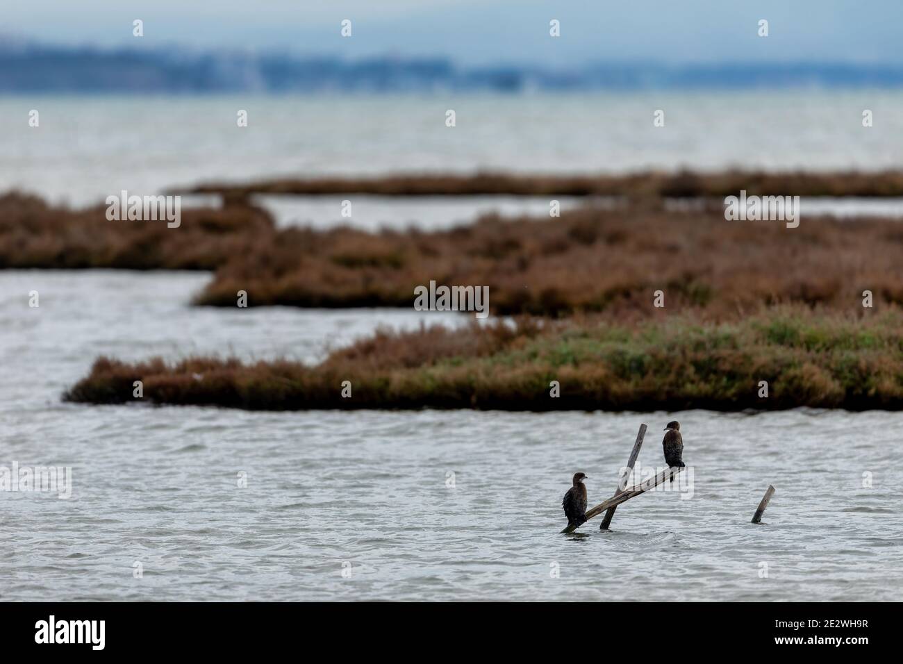 Der Kormoran (Phalacrocorax carbo), in der Lagune Kalochori in Nordgriechenland Stockfoto