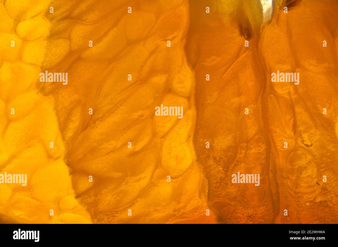 Scheibe einer Orange (Citrus sinensis) fotografiert auf einem Leuchttisch, um von unten zu beleuchten, besser die inneren Strukturen der Scheiben und zu zeigen Stockfoto